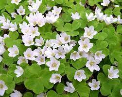 Oxalis Acetosella Flower Seeds for Planting - NON GMO Seeds seeds for planting in home garden