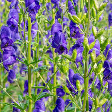 Aconitum Flower Seeds for Planting, Unique Variety, 100 pcs
