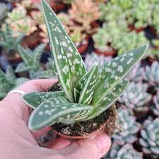 Green Aloe Variegata Plant Seeds for Planting - 100 pcs for planting in your garden.
