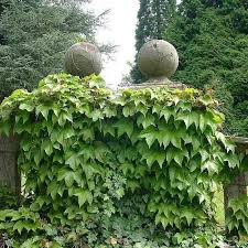 Heirloom Non-GMO Ivy Plant Seeds for Planting – Light Green Foliage for Ground Cover and Hanging Gardens