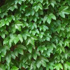 Green Boston Ivy Plant Seeds for Planting-Heirloom & Non-GMO Seeds for planting for planting in home garden