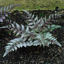 Japanese Painted Fern Plant Seeds for Planting heirloom & Non-GMO Seeds