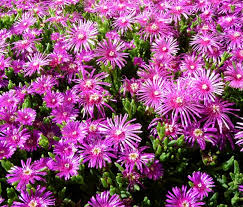 Pink Delosperma Flower Seeds for Planting, 100 pcs for planting in your garden.