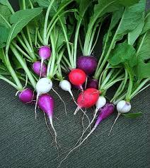 Rainbow Radish Raphanus sativus for planting in home garden