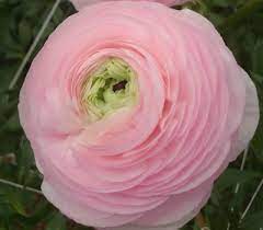 Ranunculus Highline Marshmellow Flower Seeds for Planting - Heirloom and Non-GMO garden seeds