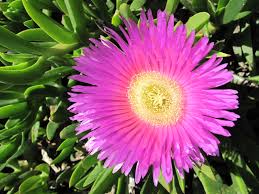 Carpobrotus Flower Seeds for Planting - 100 pcs