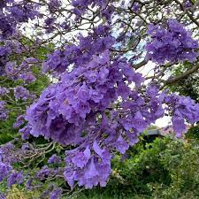 Purple Jacaranda Flower Seeds for Planting - NON GMO Seeds