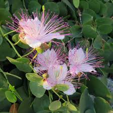 Blue Caper Flower Seeds for Planting - 100 pcs