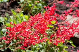 Red Coral Bells Flower Seeds for Planting - 100 pcs seeds for planting in home garden