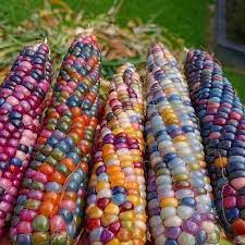 Glass Gem Rainbow Corn Seeds for Planting – Heirloom & Non-GMO, Colorful Organic Popcorn Corn