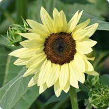 Yellow Lemon Sunflower Seeds for Planting - Grow Beautiful Flowers at your Home Garden for planting in your garden.