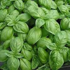 Genovese Basil Seeds – For Fresh Culinary Creations-Heirloom & Non-GMO Seeds for planting – Fresh Herb for Your Garden