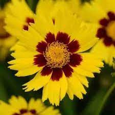 Coreopsis Cosmos Flower Seeds for Planting – Vibrant Blooms, Non-GMO, Heirloom Seeds