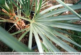 Green Nannorrhops Ritchiana Plant Seeds for Planting - NON GMO Seeds