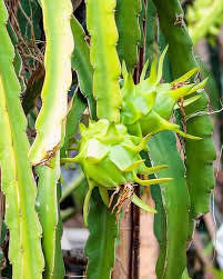 Light Green Pitaya Hylocereus seeds for planting in home garden