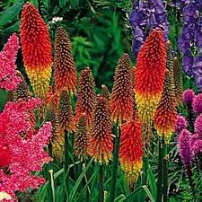 Mixed Red Hot Poker Plant Seeds for Planting - 100 pcs