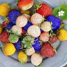 Rainbow strawberry fruit seeds