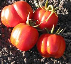 Striped Cavern Tomato Vegetable Seeds for Planting - 100 Pcs pcs