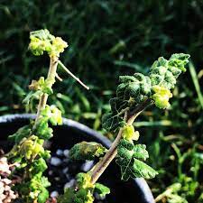 Boswellia Sacra Seeds for Planting â€“ Heirloom, NON-GMO, Easy to Grow Frankincense Tree Seeds
