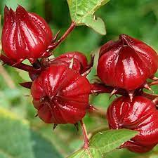 Roselle Flower Seeds for Planting - Non-GMO Heirloom Garden Seeds for Your Home Garden
