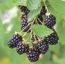Dewberry/Blackberry Planting Seeds - Non-GMO, Heirloom