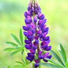 Purple Lupine Flower Seeds – Heirloom Non‑GMO seeds for planting in home garden