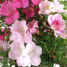 Mixed Satsuki Mischfarben Plant Seeds for Planting - NON GMO Seeds