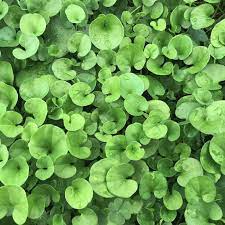 Dichondra Plant Seeds for Planting, Fresh - NON GMO Seeds seeds for planting in home garden