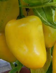 Rocoto Amarillo Pepper Capsicum pubescens seeds for garden planting