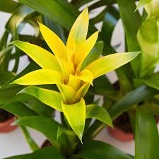 Yellow Bromeliad Tillandsia Bulbosa Plant Seeds for Planting-Heirloom & Non-GMO Seeds for planting for planting in home garden
