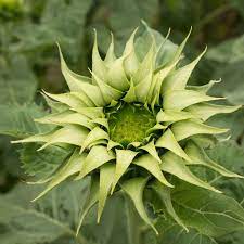 Green Sunflower Seeds for Planting – Grow Unique Sunflowers in Your Garden | Non-GMO & Easy to Grow