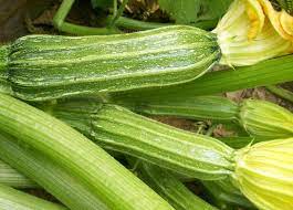 Costata Romanesco Zucchini Cucurbita pepo seeds for garden planting