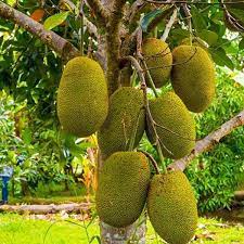 Vietnam Super Early Jackfruit Seeds for Planting – Non-GMO Tropical Fruit Seeds, Fast-Growing Variety