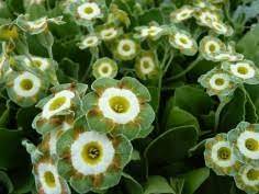 Green Shade Auricula Flower Seeds for Planting, 100 pcs