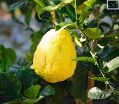 Yellow Citron Citrus Plant Seeds - Grow Fragrant Yellow Citron Fruits at Home 100 Pcs pcs
