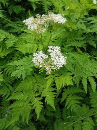 Cicely Myrrhis Odorata Flower Seeds for Planting, 100 pcs