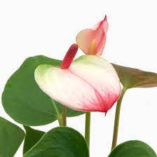 Pink & White Anthurium Flower Seeds ƒ?? Non-GMO Heirloom Seeds for Planting