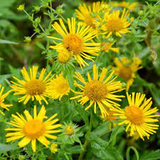 Enula Asteraceae Flower Seeds for Planting - NON GMO Seeds
