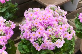 Primula Flower Seeds for Planting, Purple Malacoides, 100 pcs for planting in your garden.
