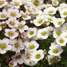 White Blush Saxifraga Flower Seeds for Planting, 100 pcs seeds for planting in home garden