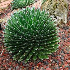 Green Agave Victoria Regina Planting Seeds for Garden NON GMO Seeds