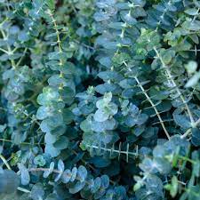Green Eucalyptus Baby Blue Plant Seeds for Planting-Heirloom & Non-GMO Seeds for planting Scientific Name Placeholder for planting in home garden