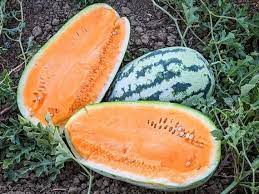 Orangeglo watermelon fruit seeds