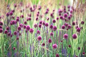 Sphaerocephalon Flower Seeds for Planting - 100 pcs