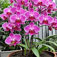 Heirloom Non-GMO Slipper Orchid Flower Seeds for Garden Planting – Rare Pink Bloom Variety