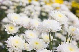 White Chrysanthemum or Quercifolia Flower Seeds for Planting - NON GMO Seeds