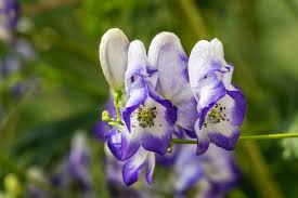 Blue Aconitum Flower Seeds for Planting - 100 pcs