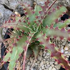 Hechtia Sp Tehuacan Seeds for Planting - NON GMO Seeds