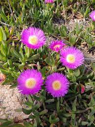 Carpobrotus Flower Seeds for Planting - 100 pcs