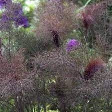 Foeniculum vulgare Bronze Fennel Herb Seeds for Planting Scientific Name Placeholder for planting in home garden